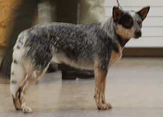 Chinook du Clos des Capitelles